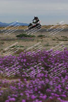 media/Jan-14-2023-SoCal Trackdays (Sat) [[497694156f]]/Turn 14 Exit Bloomig (145pm)/